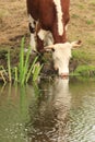 Cow drinking from the River Stour Royalty Free Stock Photo