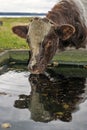 Cow drinking water Royalty Free Stock Photo
