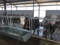 Cow drinking water at the farm barn