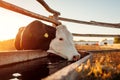 Cow drinking water on farm yard at sunset. Cattle walking outdoors in countryside