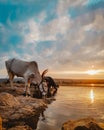 Indian Bull drinking water from lake during sunset Royalty Free Stock Photo