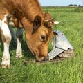 Horned cow is drinking water from the pasture pump, close up, she pumps own water by pressing her nose on it Royalty Free Stock Photo