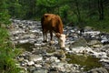 Cow is drinking water at rocky mountain stream Royalty Free Stock Photo