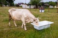 A cow drinking water on a summer pasture. Royalty Free Stock Photo