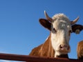 A close-up portrait of a red-haired farm cow Royalty Free Stock Photo