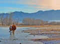 Cow drinks water from under the ice in the creek, Gorny Altai, Siberia, Russia