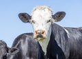 Cow drooling, black and white, dripping slimy spit, curious looking, black ears white face and pink nose