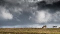 Cow on a dry grassy hill with a cloudy sky in the background Royalty Free Stock Photo