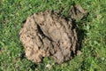 Cow Dung Royalty Free Stock Photo