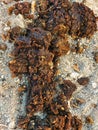 Cow dung for agriculture.cow dung is lying on the roadside,cow dung on dry soil outdoor.a heap of cow dung on the way