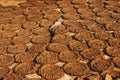 Cow dung also known as cow pats, cow pies or cow manure drying