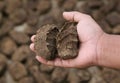 Cow dung as bio fuel Royalty Free Stock Photo