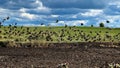 cow dung as a fertilizer on the collective farm fields of Russia, poultry Royalty Free Stock Photo