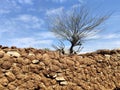 Cow dung being dried for fuel in rural area Royalty Free Stock Photo