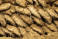 Cow dung cakes for background Royalty Free Stock Photo