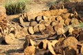 Cow dung cakes Royalty Free Stock Photo