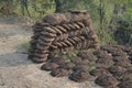 Cow dung cakes Royalty Free Stock Photo