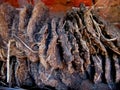 Cow Dung Cakes made by hands with hey and cow dung to work as fuel Royalty Free Stock Photo