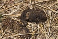 A close up shot of fresh cow manure. Royalty Free Stock Photo