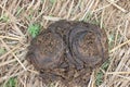 A close up shot of fresh cow manure. Royalty Free Stock Photo