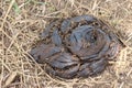 A close up shot of fresh cow manure. Royalty Free Stock Photo