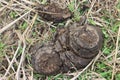 A close up shot of fresh cow manure. Royalty Free Stock Photo