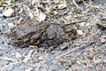 Cow dung, cow manure lying on the ground, fertilizer animal dung Royalty Free Stock Photo