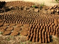 Cow Dung-The Indian Fertiliser Royalty Free Stock Photo
