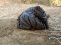 The cow dung of an Indian village has fallen on the ground