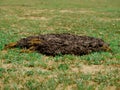 Cow dung lying on grass filed concept mammals shit Royalty Free Stock Photo