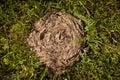 Cow dung lying on the grass Royalty Free Stock Photo