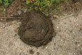 Cow dung is lying on the road, no one is cleaning it up Royalty Free Stock Photo