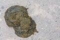 Cow dung, manure lies on the asphalt background Royalty Free Stock Photo