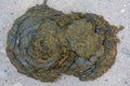 Cow dung, manure lies on the asphalt background Royalty Free Stock Photo