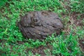 Cow dung pile up on the grass. The accumulation of germs