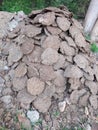 This is cow dung ponda and it comes to work burning fire and cooking