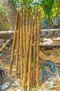 Cow dung on sticks drying in the sun