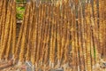 Cow dung sticks drying in the sun to be used as fuel for cooking Royalty Free Stock Photo