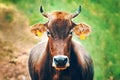 Portrait of a bull looking right at you.