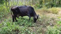 Cow eat grass in outdoor