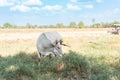 Cow eat grass under tree shadow Royalty Free Stock Photo