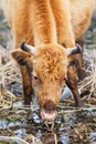 Cow eating Royalty Free Stock Photo