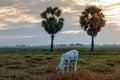 Cow eating at Anlung Pring Protected Landscape