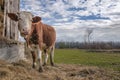 Cow eating hay Royalty Free Stock Photo