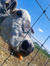 Cow eating a carrot Royalty Free Stock Photo