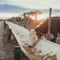 Cow eating in a corral in a field Royalty Free Stock Photo