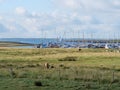 Cow eating in the field and boats row docked on the shoreline in the background at Spiekeroog island Royalty Free Stock Photo