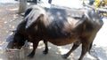 A cow eating food at common place beside the road