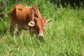 Cow eating grass Royalty Free Stock Photo