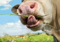 Cow eating grass Royalty Free Stock Photo